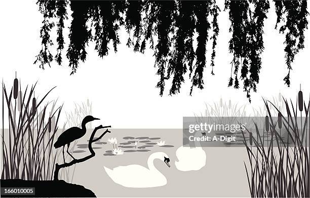 swan'n heron - swamp stock illustrations