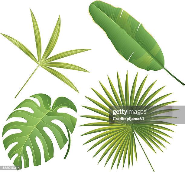 tropical - banana leaf stock illustrations