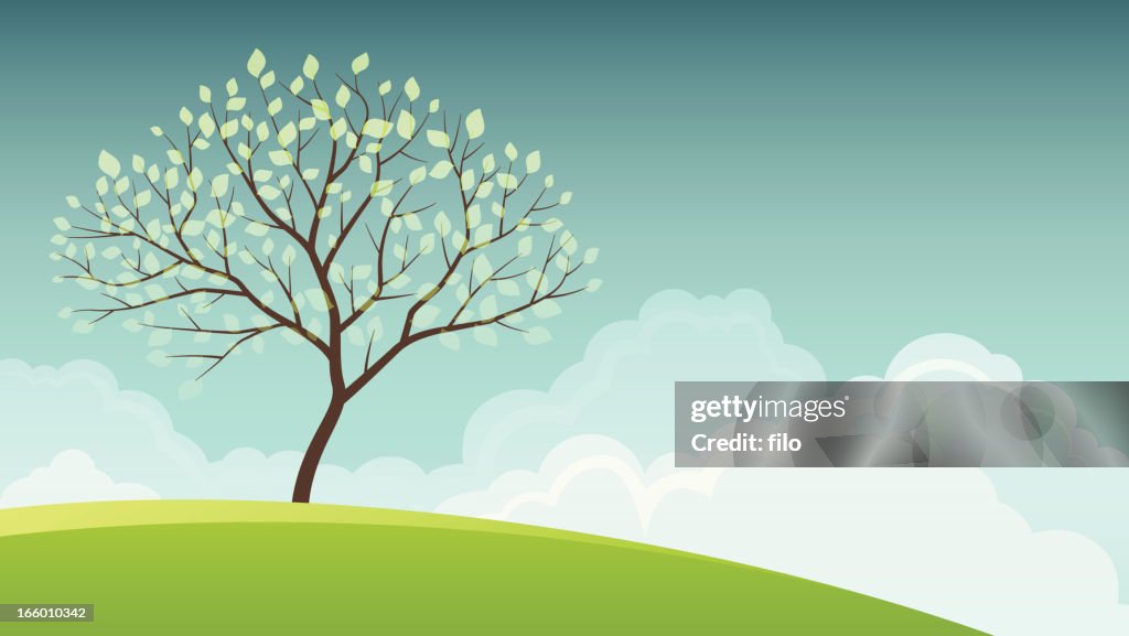 Spring Tree