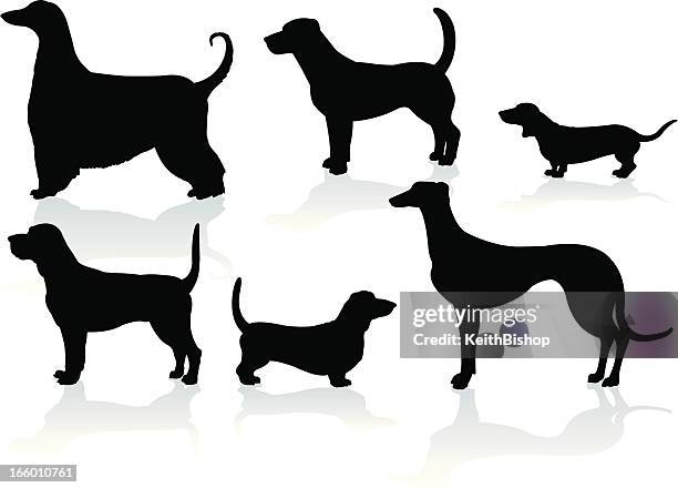 ilustraciones, imágenes clip art, dibujos animados e iconos de stock de hound dogs- perro tejonero, sangre, greyhound, basset, afgano, beagle - basset hound