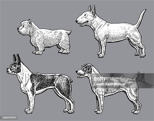 terrier dogs - bull, west highland white, jack russell, boston - bull terrier stock illustrations