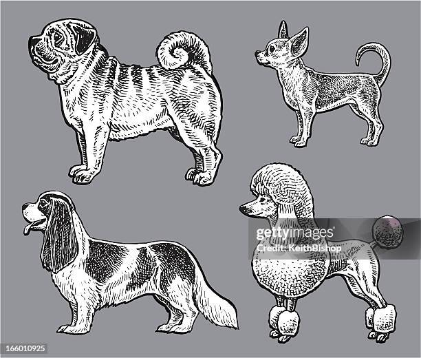 1 181点のプードルイラスト素材 Getty Images 1 181点のプードルイラスト素材 Getty Images