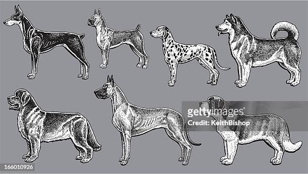 work dogs - dalmatian, doberman, saint bernard, boxer, great dane - dobermann stock illustrations