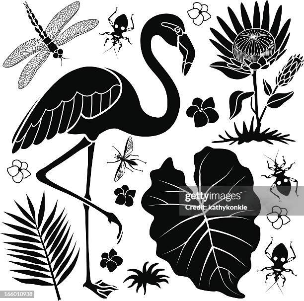 flamingo and taro leaf - longhorn beetle stock illustrations