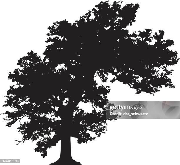 bended tree silhouette vector - maple tree in winter stock illustrations