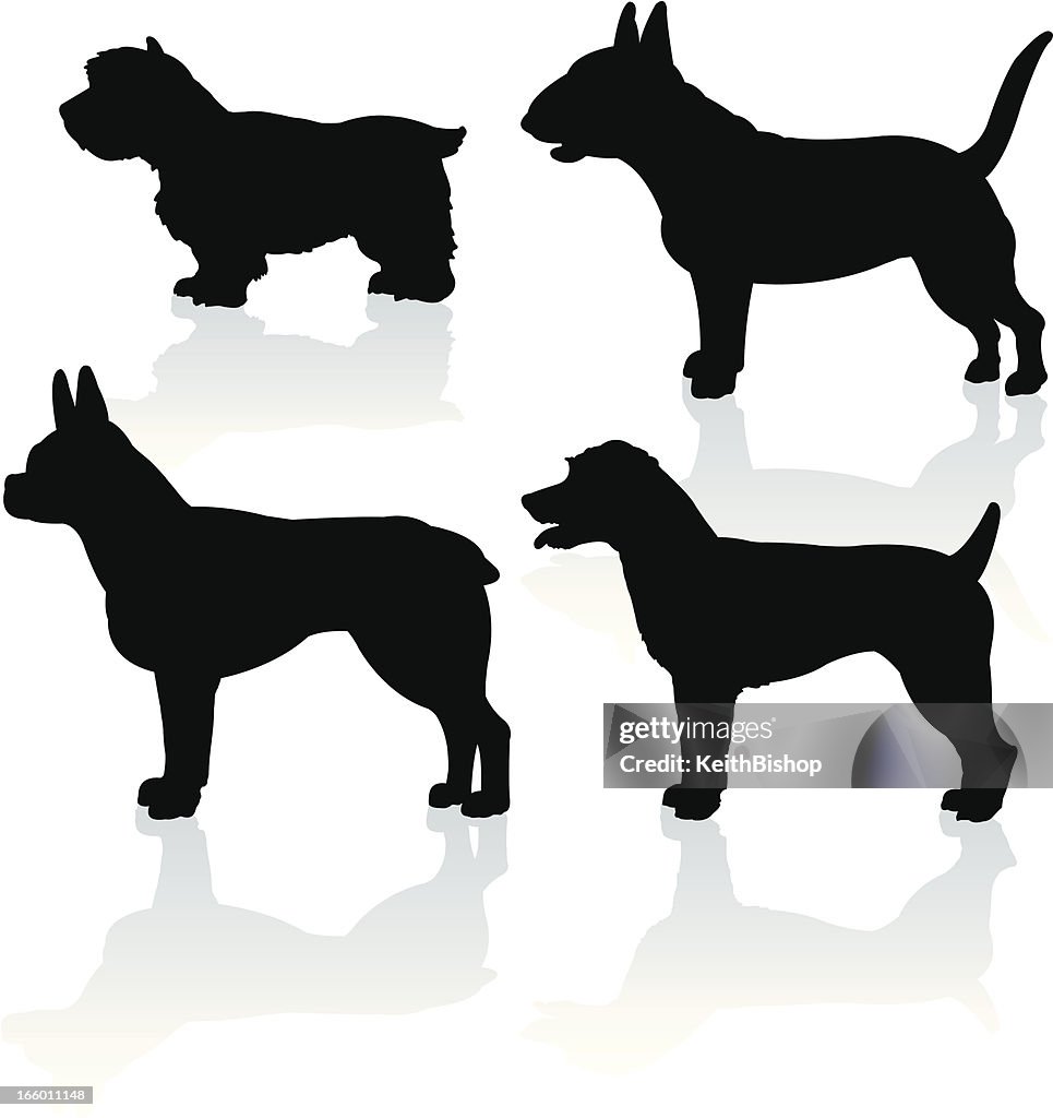 Terrier Dogs - Bull, West Highland White, Jack Russell, Boston