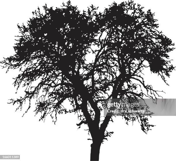 winter tree silhouette, vector - large tree trunk stock illustrations