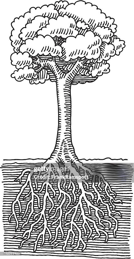 Tree Roots Drawing Template Tree Root Drawing High-Res Vector Graphic - Getty Images