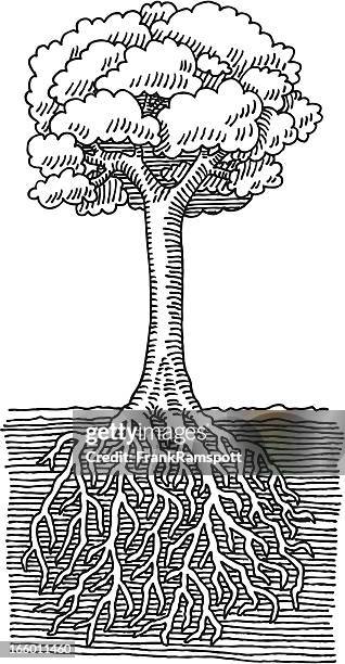 Root Drawing Reference 665 Roots Cross Section Drawing Stock Photos, High-Res Pictures, and ...