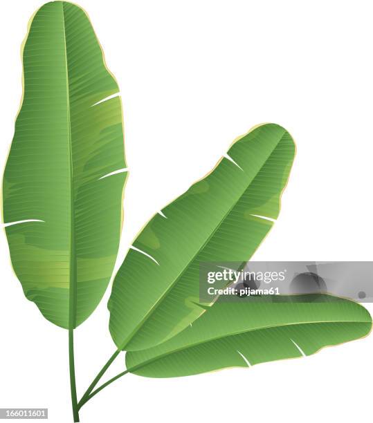 banana leaf - banana leaves stock illustrations