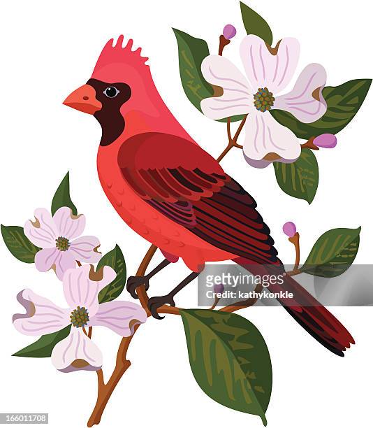 ilustrações, clipart, desenhos animados e ícones de cardinal e cornus - dogwood blossom