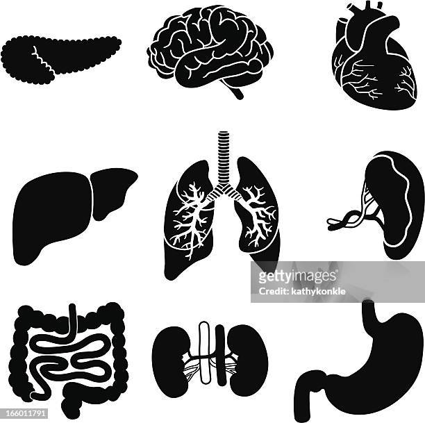 human organs - human internal organ stock illustrations