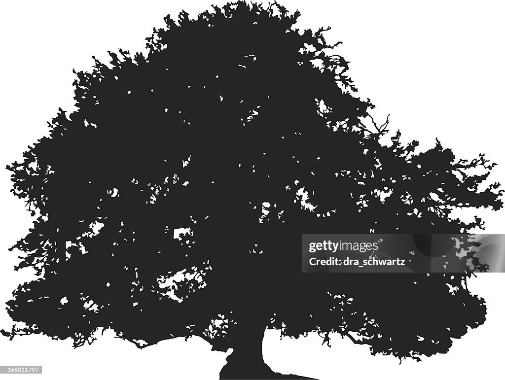 Silhueta de árvore de carvalho de vetor