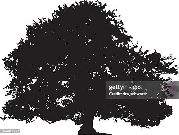 oak tree silhouette vector - chestnut tree stock illustrations