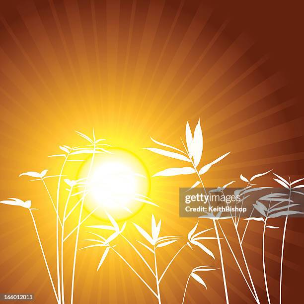 bamboo golden sunrise - bamboo leaf stock illustrations