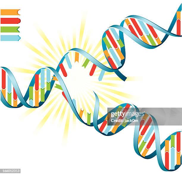 dna vervielfältigung - biological and identical stock-grafiken, -clipart, -cartoons und -symbole