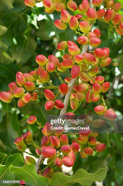 close-up of ripening pistachio on tree - pistachio stock pictures, royalty-free photos & images