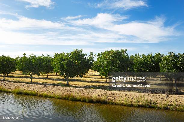 pomar de maturação pistache - pistachio tree - fotografias e filmes do acervo