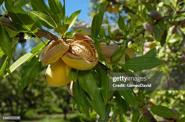 close-up of ripening organic almonds on tree - almond stock pictures, royalty-free photos & images