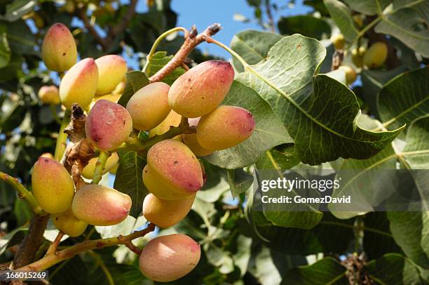 close-up de maturação na árvore de pistachio - pistachio tree - fotografias e filmes do acervo