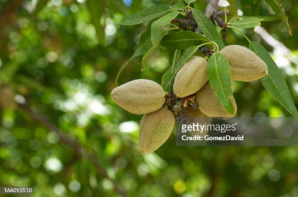 close-up of ripening almonds on central california orchard - almond branch stock pictures, royalty-free photos & images
