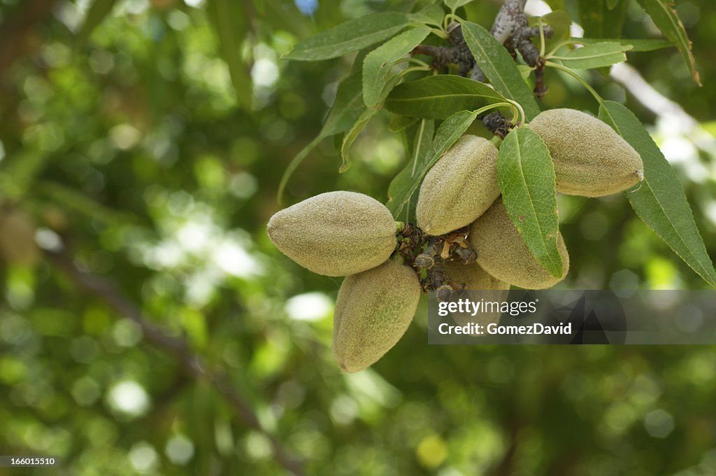 Close-up of Ripening Almonds on Central California Orchard