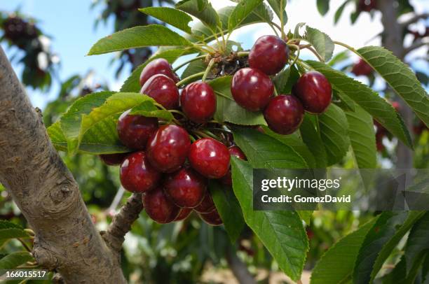 close-up of ripening cherries on tree - cherry tree stockfoto's en -beelden