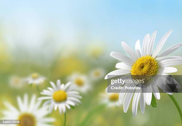 daisy prato - white flower field foto e immagini stock