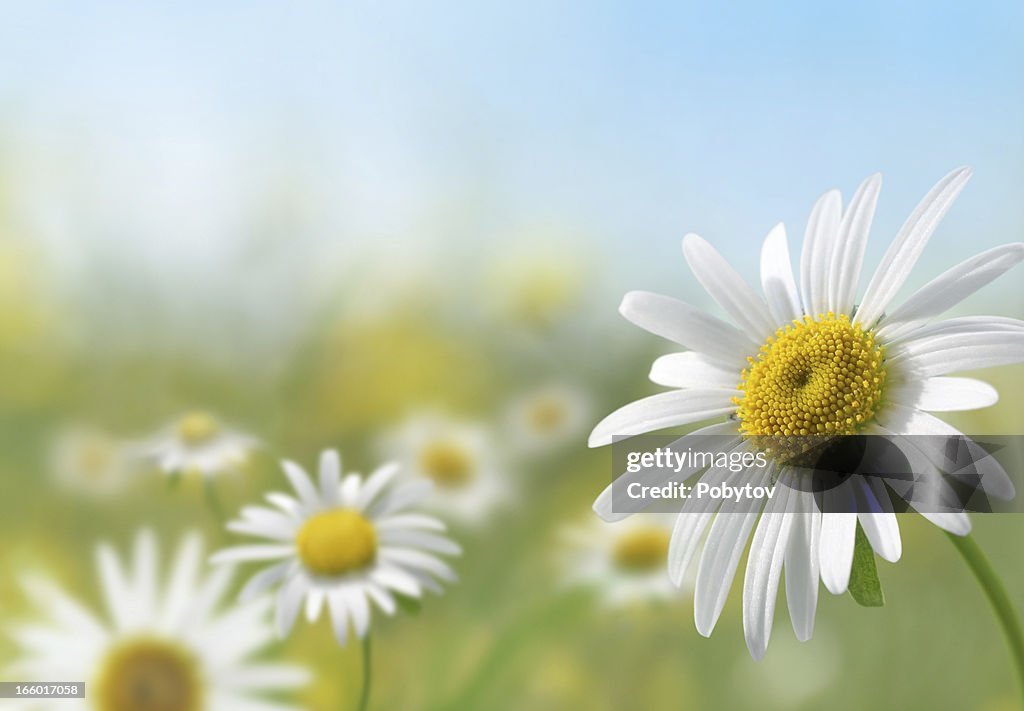 Daisy Meadow