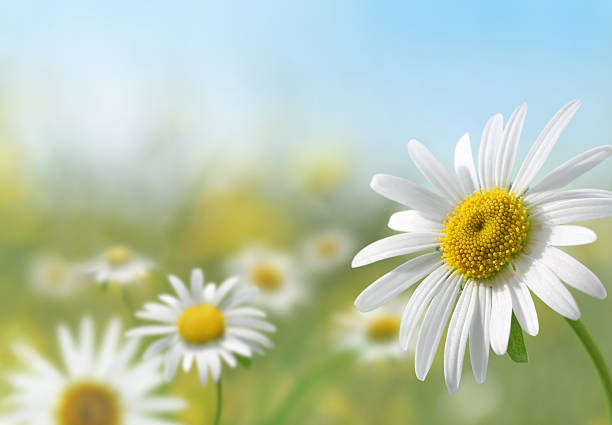 daisy meadow - spring landscape stock pictures, royalty-free photos & images