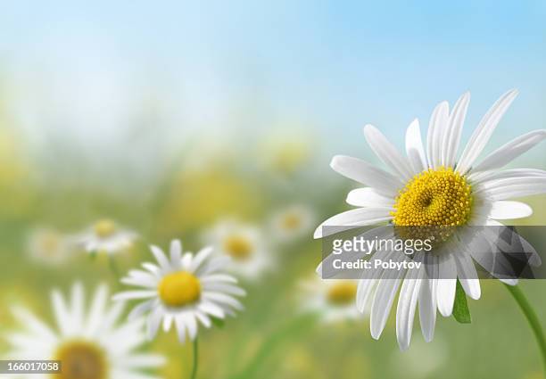 daisy meadow - flowers stock pictures, royalty-free photos & images