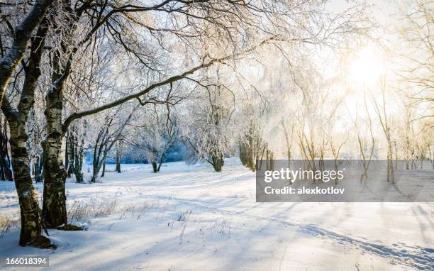 bare trees in a forest in sunny winter - russian winter stock pictures, royalty-free photos & images