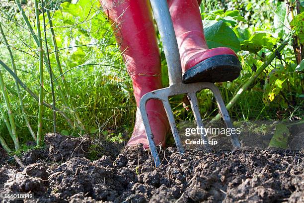 digging an overgrown vegetable garden - pitchfork stock pictures, royalty-free photos & images