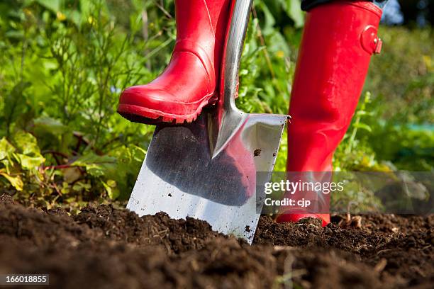 rojo, cavando la tierra con fundas de horquilla en el jardín - excavar fotografías e imágenes de stock