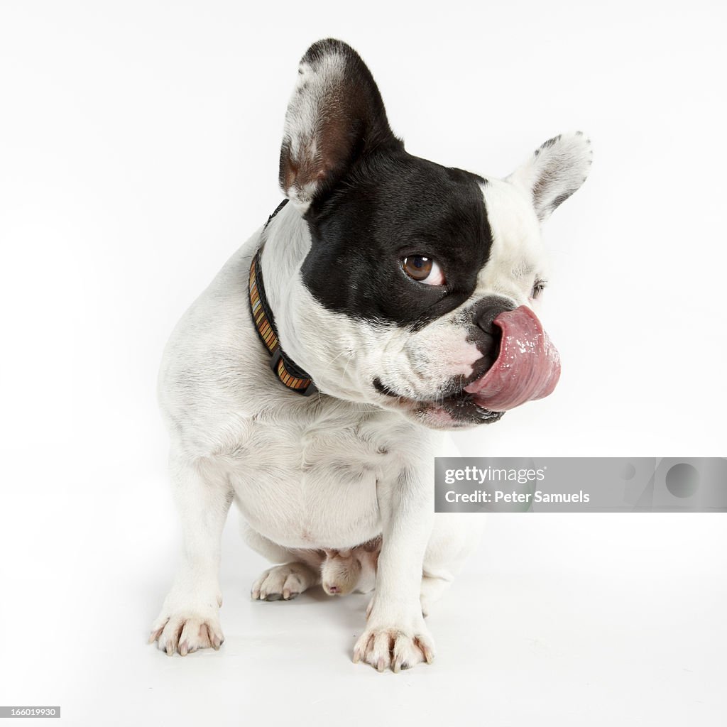 French Bulldog licking his chops