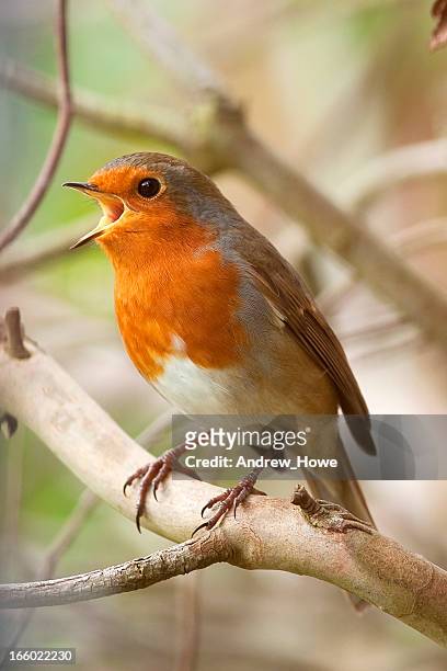 singen europäischen robin - robin stock-fotos und bilder