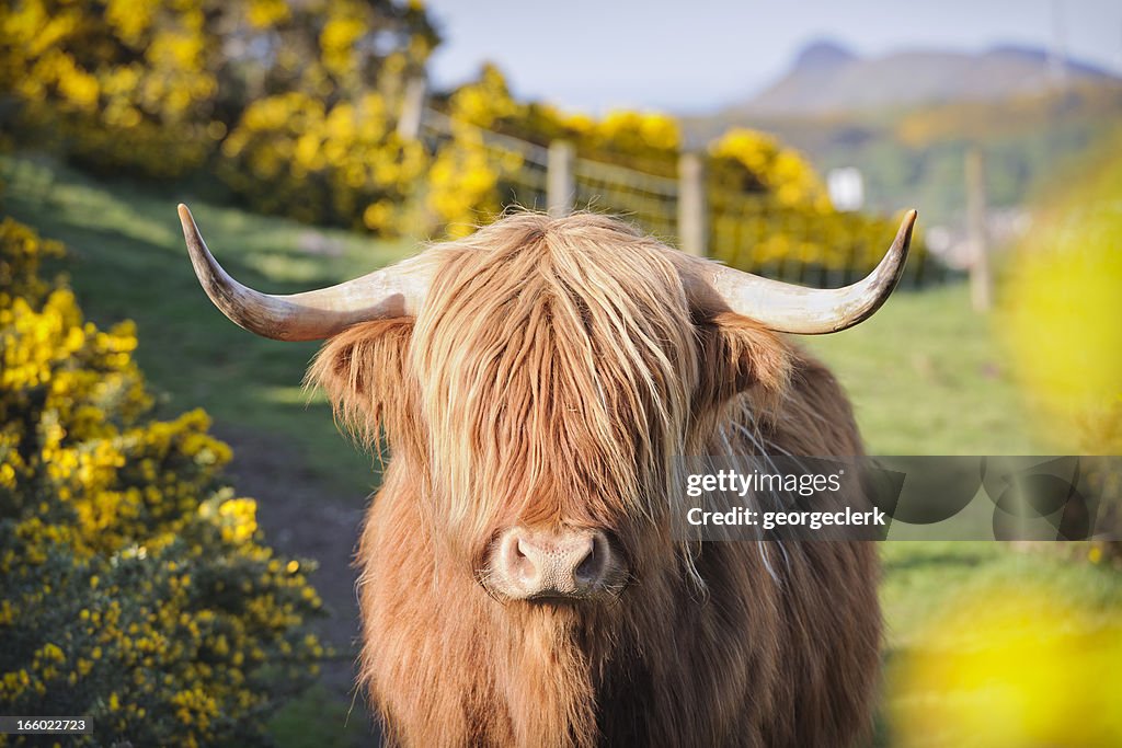 Highland Cow in Flowering Gorse