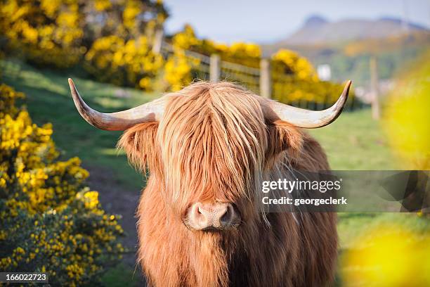 highland cow in flowering gorse - highland cattle stock pictures, royalty-free photos & images