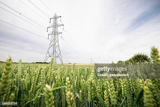 suministro de electricidad a través de la campiña - low angle view of wheat growing on field against sky fotografías e imágenes de stock