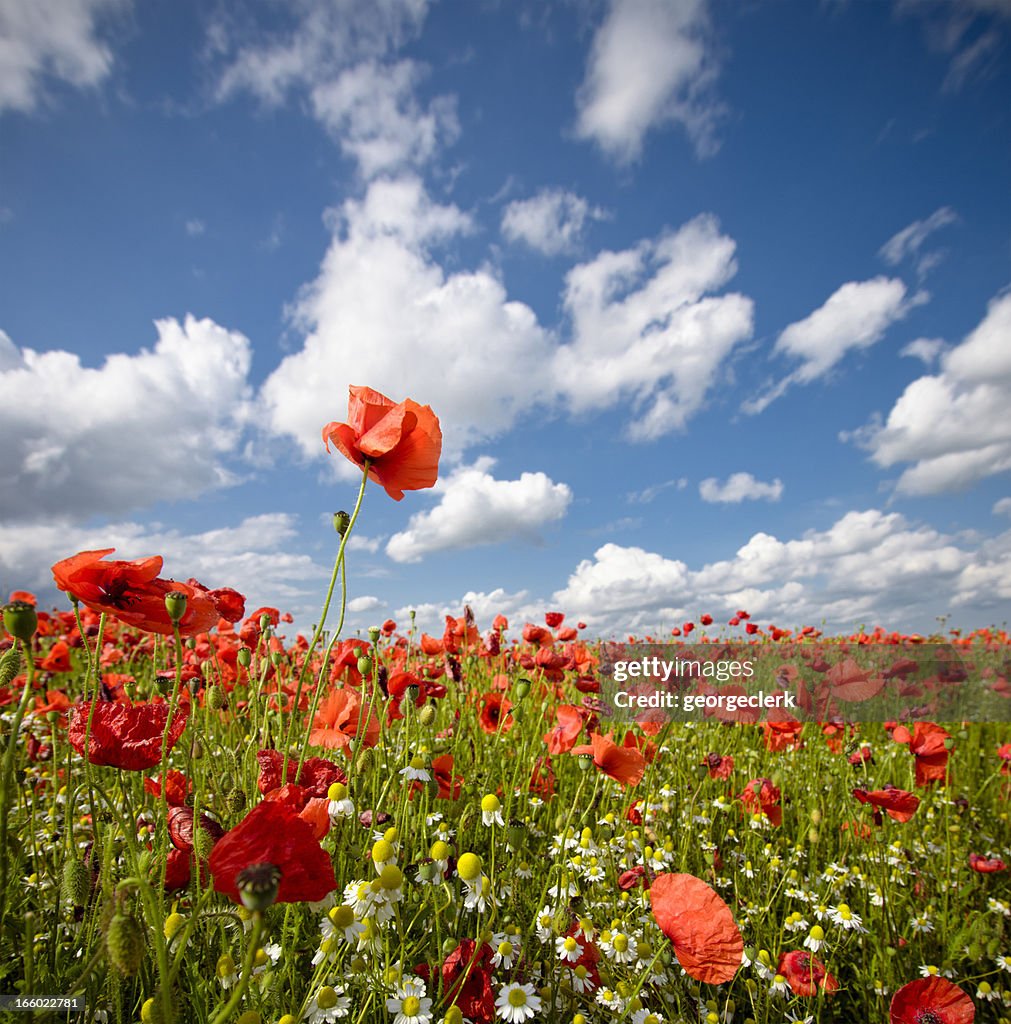 Wild Poppy Field