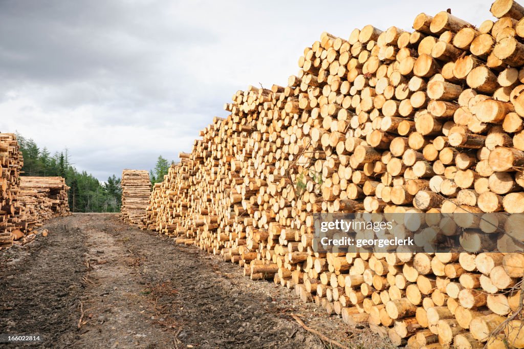 Cut Timber Stack High-Res Stock Photo - Getty Images
