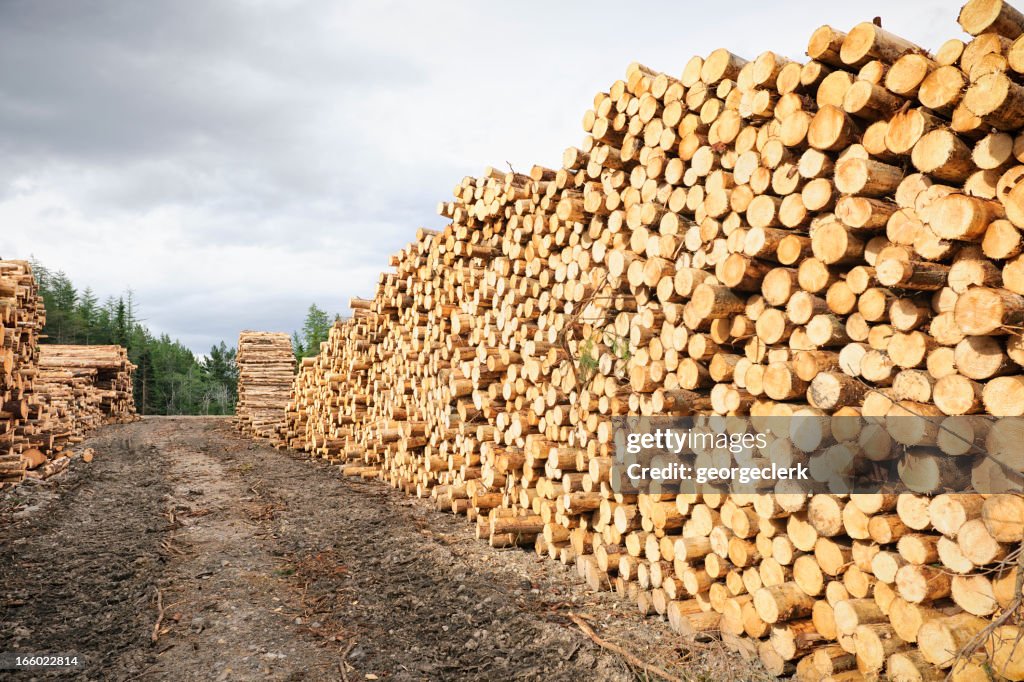 Cut Timber Stack