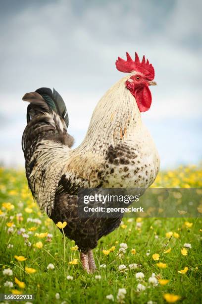 cockerel portrait - rooster 個照片及圖片檔