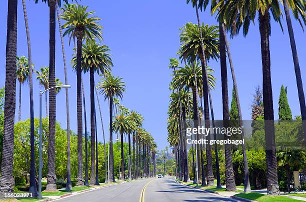 road with palm trees in los angeles county - beverly hills california stock pictures, royalty-free photos & images