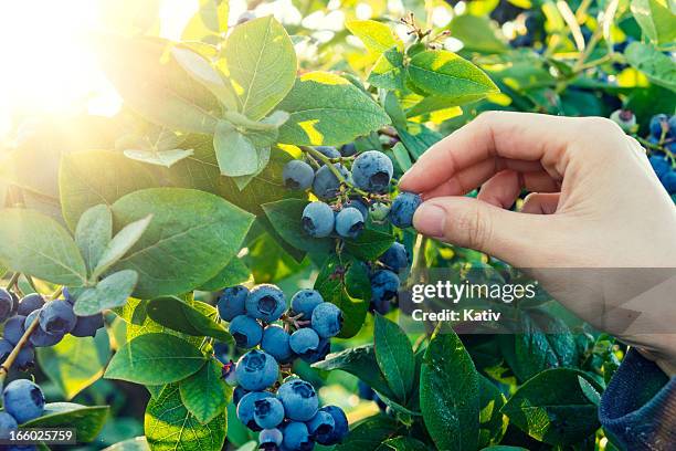 heidelbeere pflücken in am frühen morgen - blueberry stock-fotos und bilder