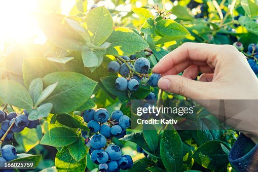 Blueberry picking in early morning Blueberry picking in early morning