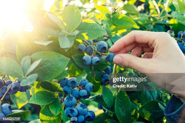 blueberry picking in early morning - fruit farm stock pictures, royalty-free photos & images