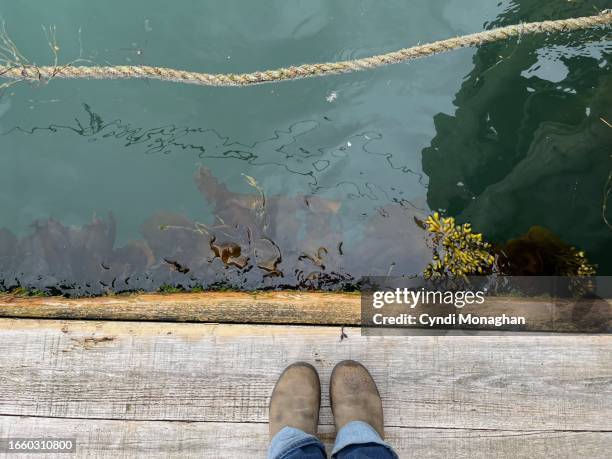 woman standing at the edge of a dock looking into the ocean and seaweed - pov or personal perspective or immersion stock pictures, royalty-free photos & images