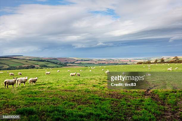 sheep on exmoor in autumn - exmoor national park stockfoto's en -beelden