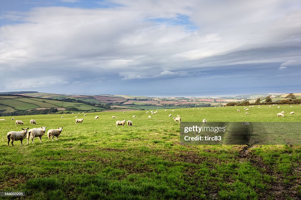 Sheep on Exmoor in Autumn
